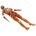 X-Ray Whole Body Phantom "PBU-50"